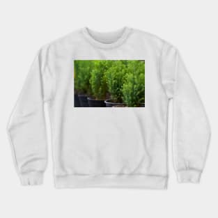 Potted ornamental pine trees Crewneck Sweatshirt